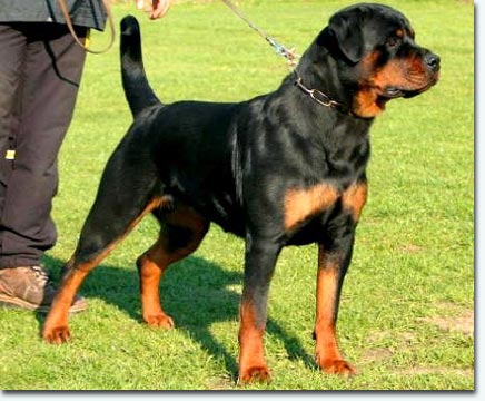 Gesa von der Holzhaussiedlung