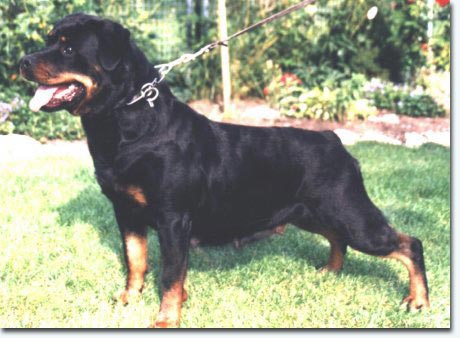 Gesa von der Scherau