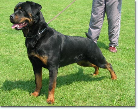 Giesel vom Krummen Acker