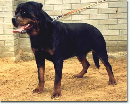 Gil vom Deutsch Ritterorden