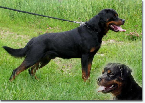 Gismo vom Bamberger-Tal