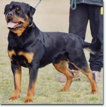 Gonzo von der Holzhaussiedlung