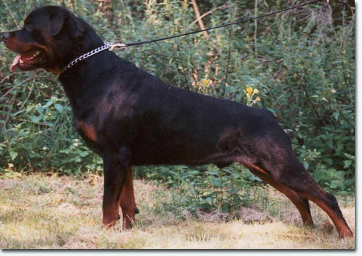 Gringo von Handschuhsheim