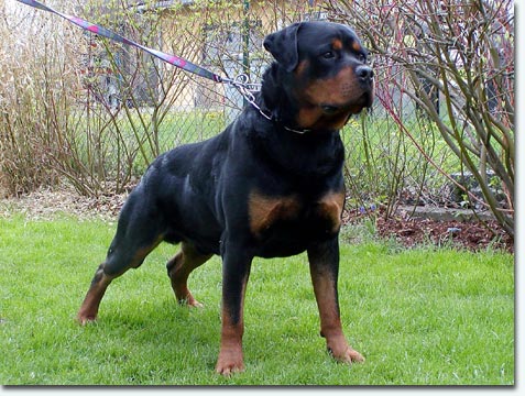 Gringo vom Gr&uuml;ntenblick