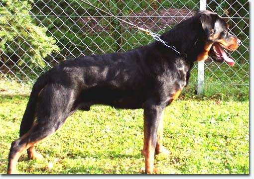 Hakon von der Teufelsbr&uuml;cke