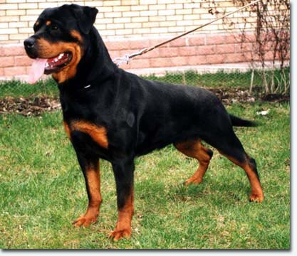 Halla vom Deutsch Ritterorden