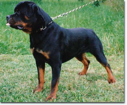 Harpo vom K&uuml;mmelsee