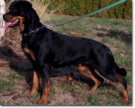 Hella vom K&uuml;mmelsee