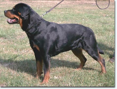 Hera vom Sch&ouml;nberg