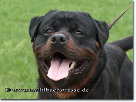 Hero von den Hassbergh&ouml;hen