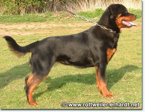 Hilde vom Krabbennest