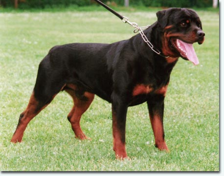 Hoss vom Hause Enzian