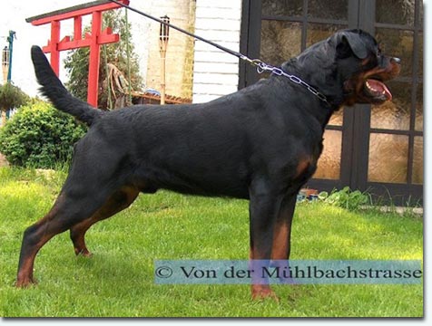 Icco von der Donnereiche