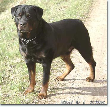 Igel von der Moppelburg