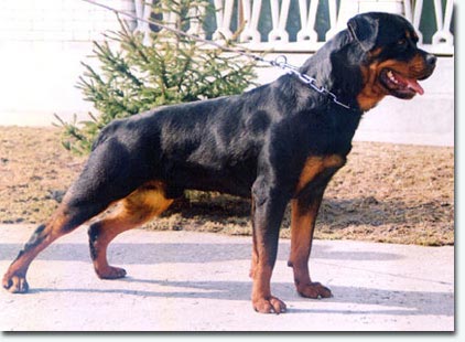 Igor von der Bleichstrasse