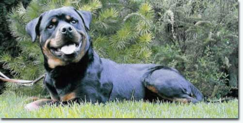 Iko von der Bleichstrasse