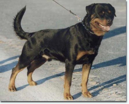 Indie von der Bleichstrasse