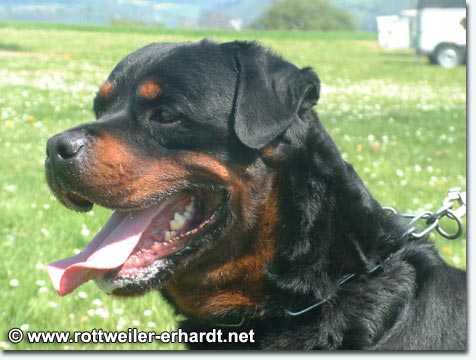 Isaak von der Bleichstrasse