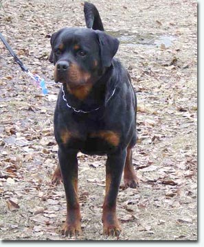 Ivanhoe vom K&uuml;mmelsee