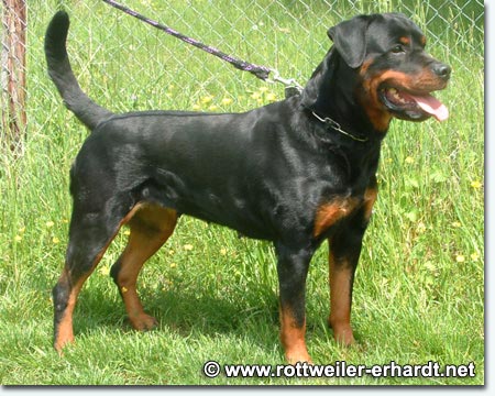 Ivy vom Windb&auml;chle