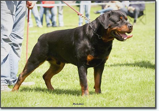 Iwan von der Holzhaussiedlung