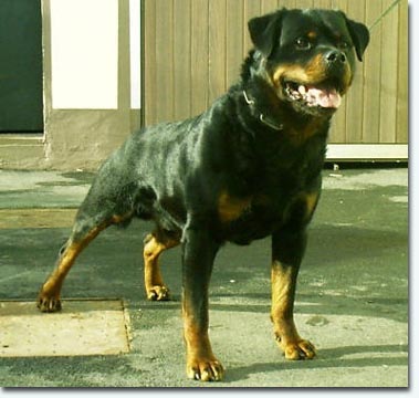 Janosch von der Scherau