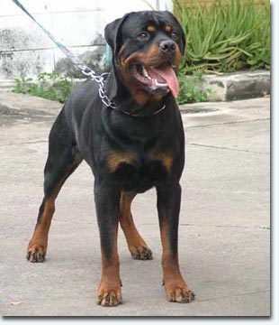 Jedi vom Ehndorfer Moor