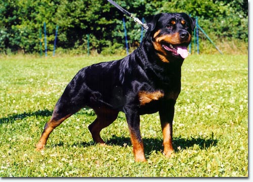 Jill vom Schwaiger Wappen