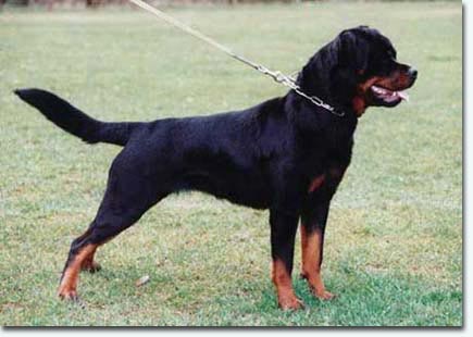 Jinny vom Wilden Westen