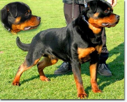 Joschi von der Holzhaussiedlung