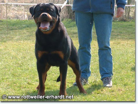 Jumbo vom K&uuml;mmelsee