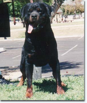 Karol von der Berghalbinsel