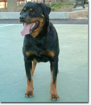 Kora vom Hause Enzian