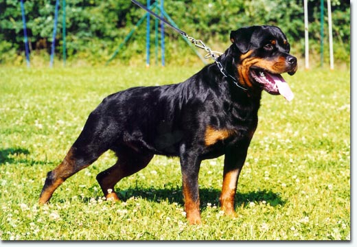 Lauser vom Schwaiger Wappen