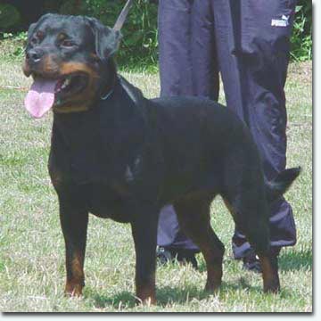 Lea vom Spitzbubenberg