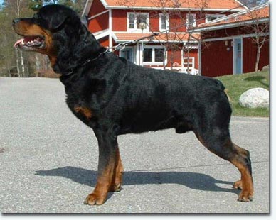 Leon vom Schwaiger Wappen