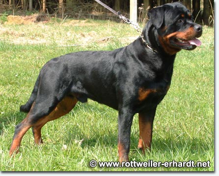 Lester vom K&uuml;mmelsee