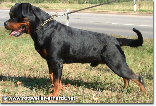 Mambo von der Crossener Ranch