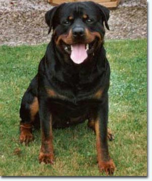 Merlin von Rhedensis