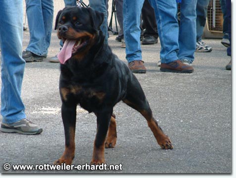 Merlin von der Scherau