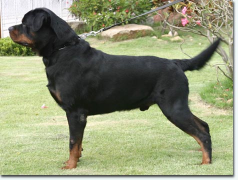 Mikka von der Urbacher H&ouml;he