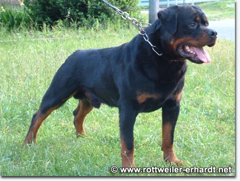 Muck von der Scherau