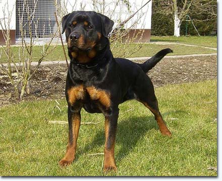 Naddel vom Wilden Westen