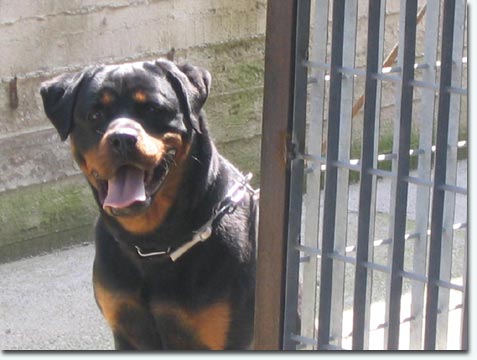 Nena von der Bleichstrasse