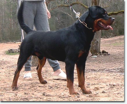 Nino von der Bleichstrasse