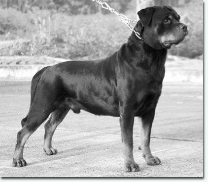 Nobby vom Hause Neubrand