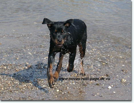 Nova vom Hause Gr&uuml;ndchen