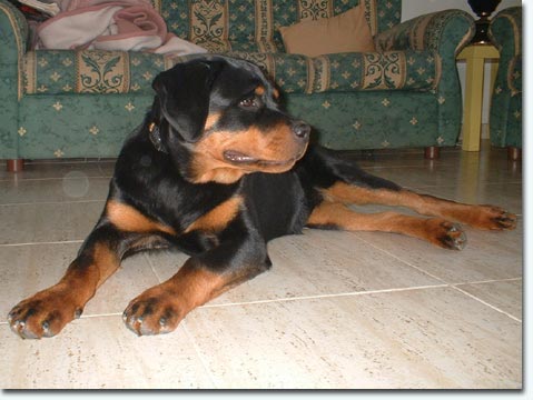 Number von der Scherau