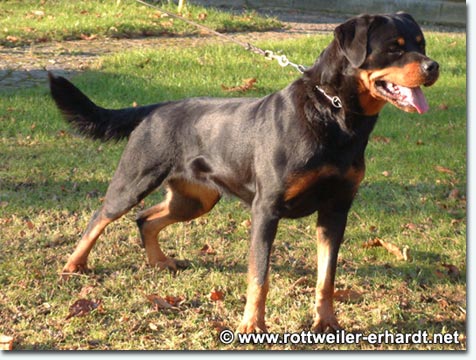 Odett von der Bleichstrasse