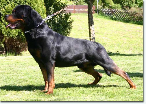 Odin vom Hause Neubrand